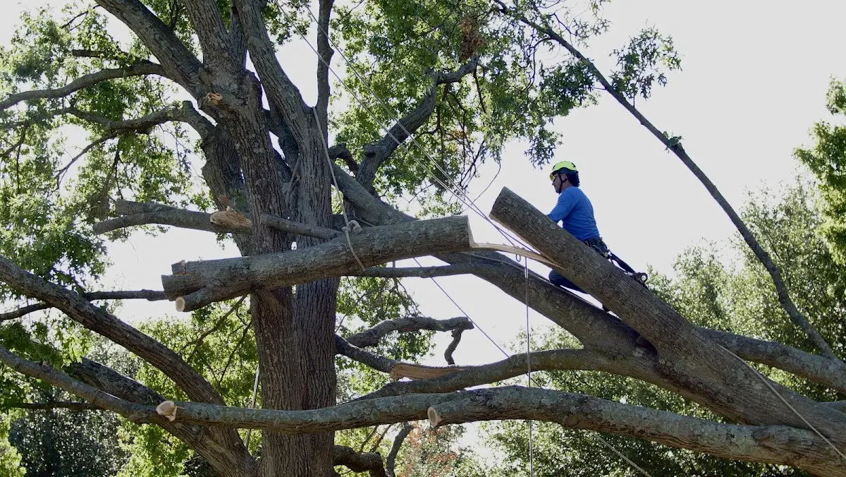 Professional Hazardous Tree Removal performed by certified arborists in Hendricks