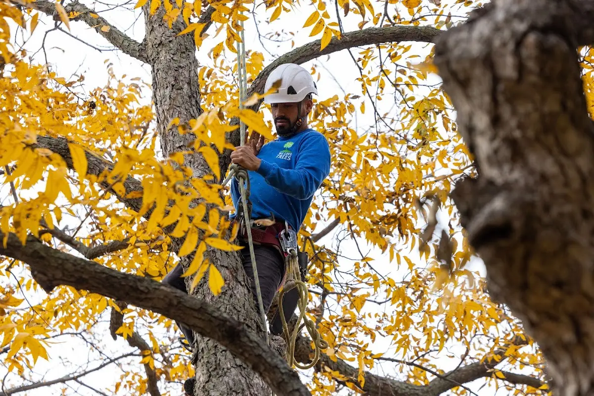 Skilled Tree Trimming crew working in Hendricks